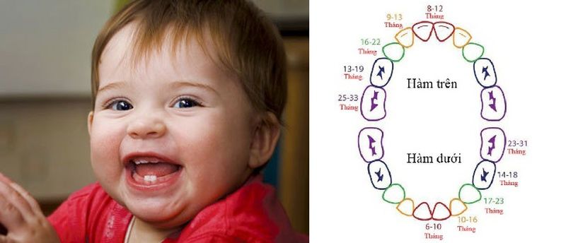 Bí quyết thay răng sữa cho trẻ: số lượng và thời gian thay răng