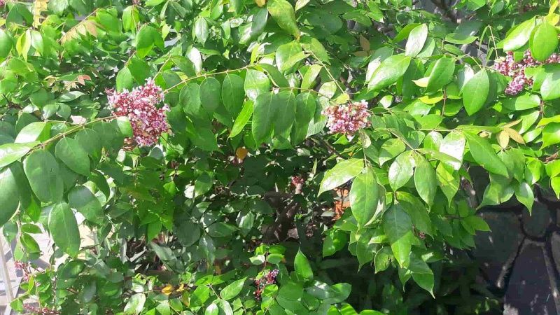 Sử dụng lá cây để tắm cho trẻ sơ sinh bị viêm da