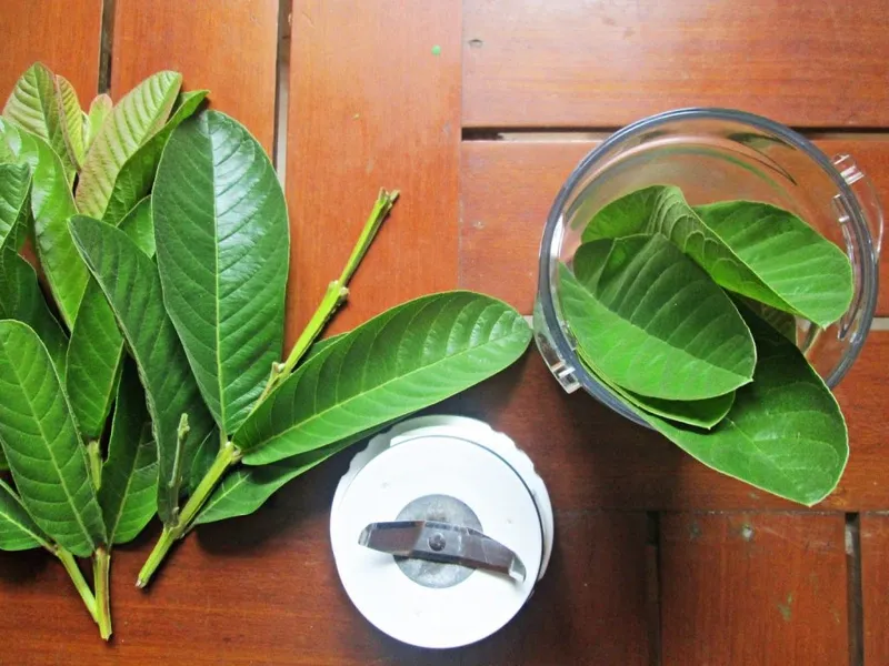 Trị chàm sữa bằng lá ổi - phương pháp dân gian an toàn và hiệu quả
