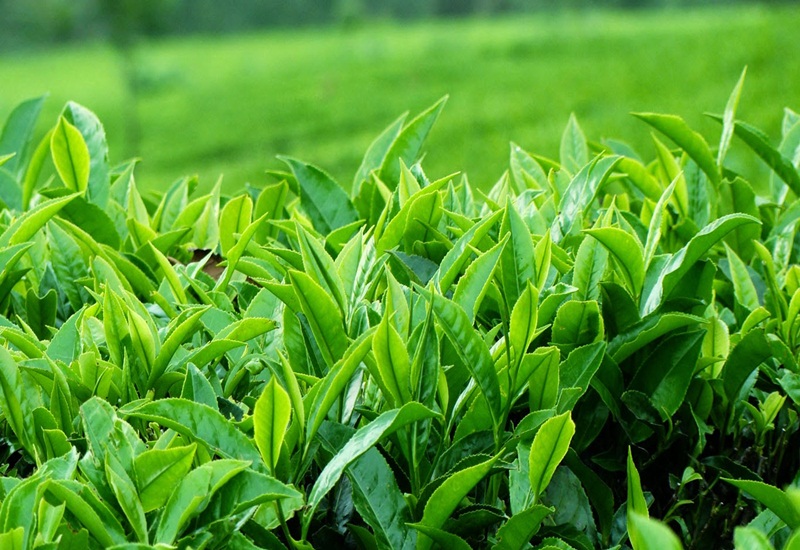Trẻ bị sốt phát ban tắm lá gì để nhanh khỏi bệnh?