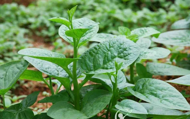 Cách nấu bột tôm phù hợp cho bé ăn dặm