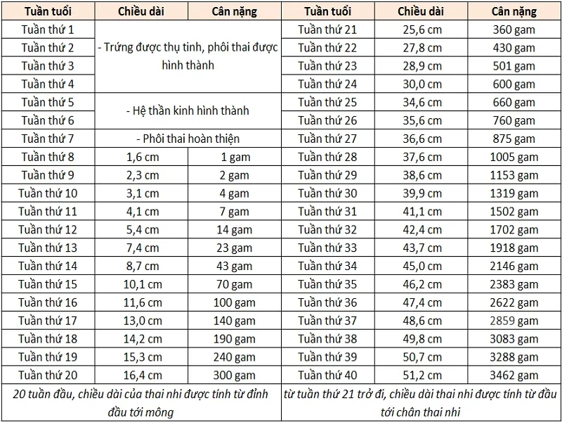 Bảng cân nặng thai nhi chuẩn quốc tế 2022 theo who: đánh giá sự phát triển của em bé trong thai kỳ