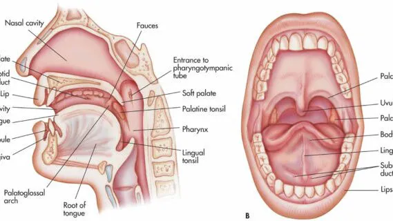Giới thiệu về họng và cấu trúc giải phẫu
