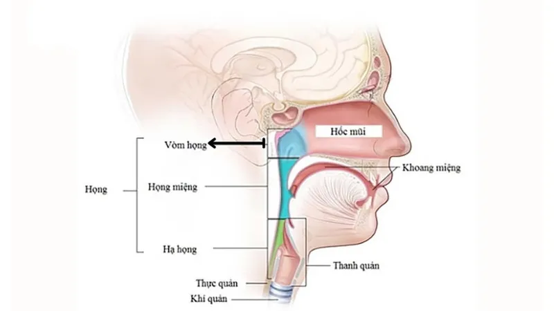 Cấu trúc giải phẫu hạ họng và tác động của các bệnh lý
