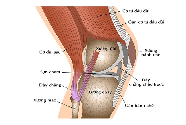Cấu tạo và chức năng của khớp gối trong cơ thể con người
