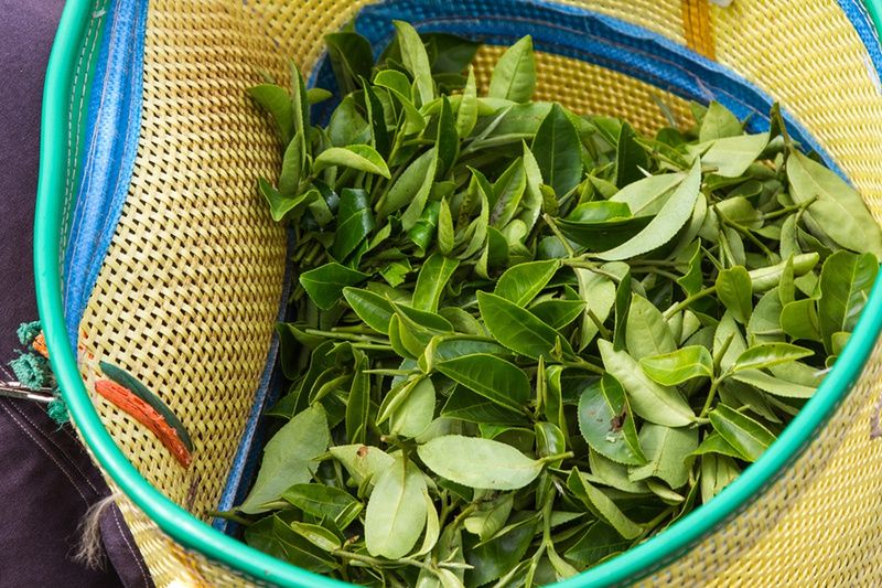 Trị chàm sữa bằng lá trà xanh có hiệu quả thật không?