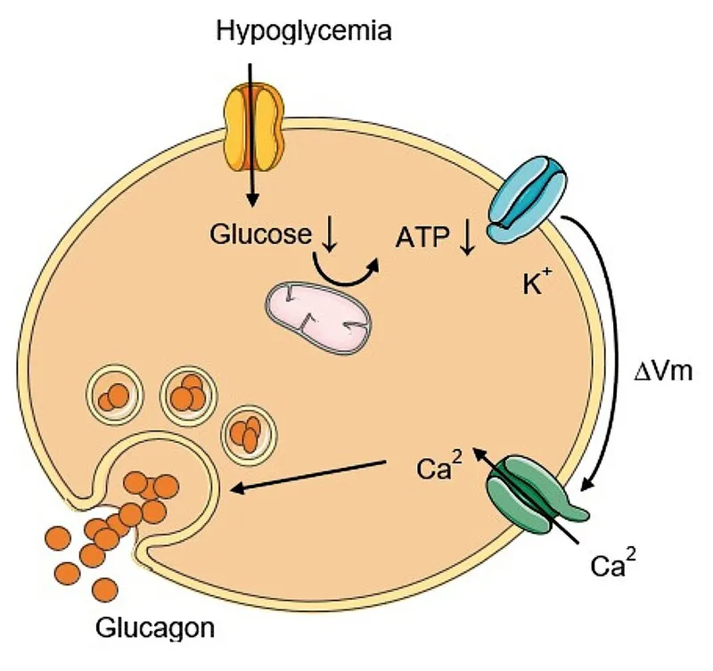 Xét nghiệm glucagon: quan trọng trong việc đánh giá chức năng hormone