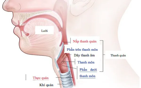 Giới thiệu về họng và cấu trúc giải phẫu