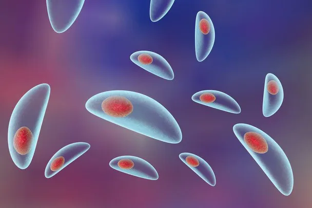 Xét nghiệm toxoplasma: phát hiện và chẩn đoán nhiễm ký sinh trùng