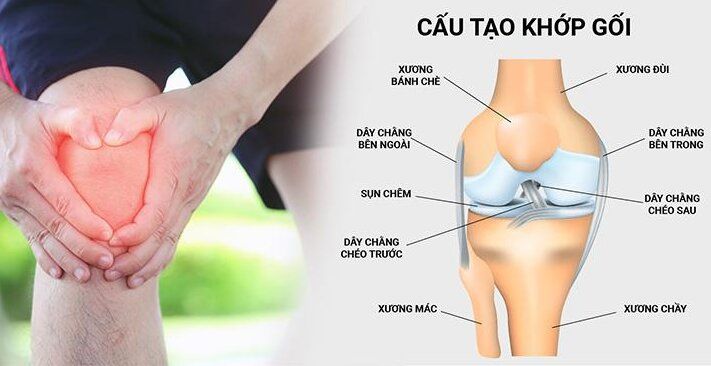 Dây chằng: đặc điểm, chức năng và chấn thương liên quan