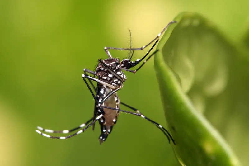 Muỗi Aedes aegypti là một loài muỗi có kích thước nhỏ, sọc đen trắng hoặc nâu đen và bay rất nhanh.