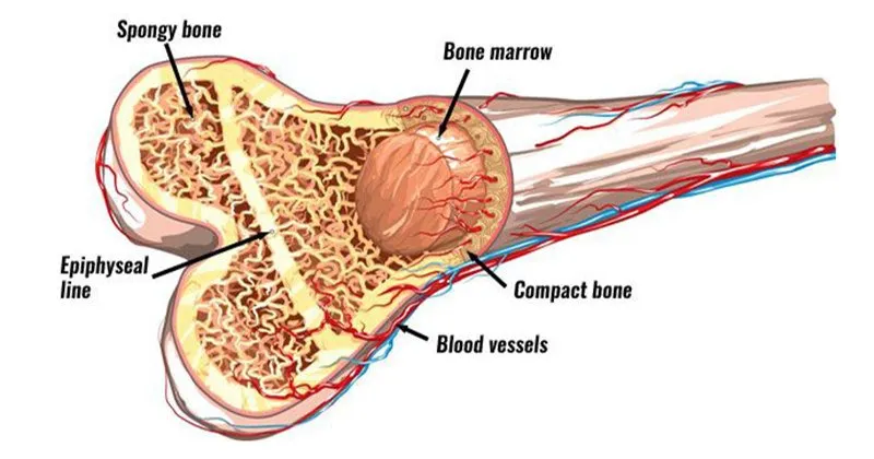 Vì sao phương pháp dùng tế bào gốc trị sẹo rỗ lại rất được ưa chuộng?