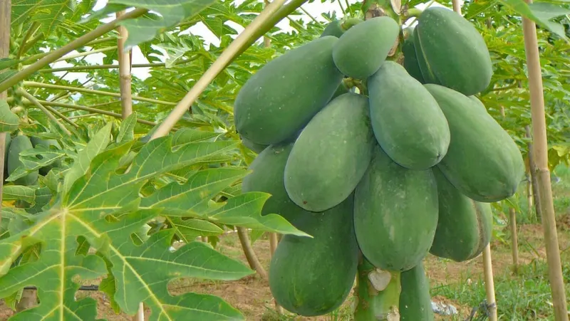 Cháo đu đủ xanh cho bé ăn dặm - món ăn giàu dinh dưỡng và thơm ngon