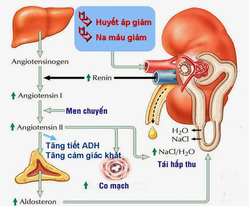 Hệ thống angiotensin aldosterone và vai trò của nó trong cơ thể