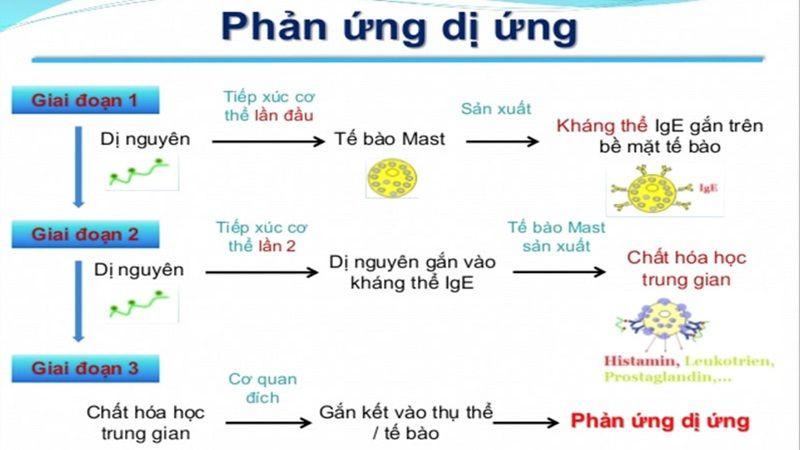 Dị ứng động vật có vỏ: triệu chứng, nguyên nhân và cách phòng ngừa
