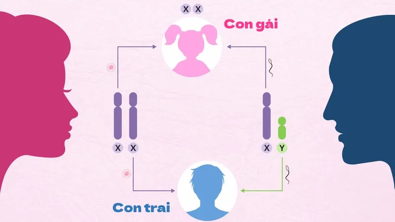 Dự đoán giới tính thai nhi bằng siêu âm: hướng dẫn chi tiết
