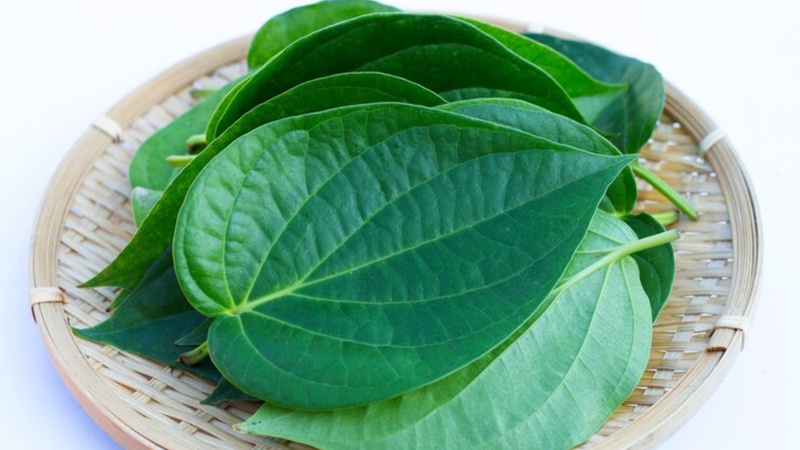 Cách trị chàm sữa bằng lá trầu không cho bé nhanh khỏi nhất