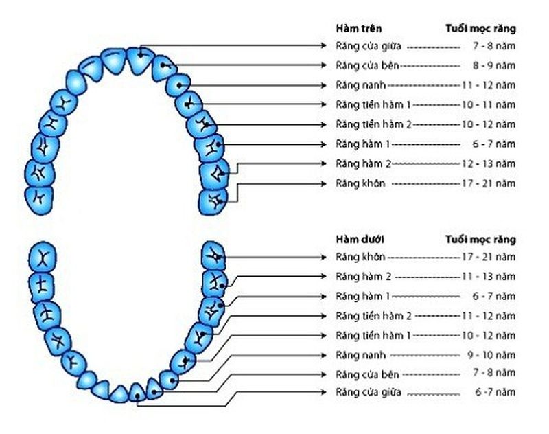 Trẻ mấy tuổi thì thay răng sữa? giải đáp thắc mắc
