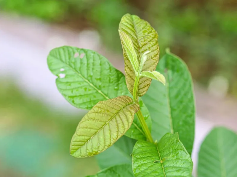 Trị chàm sữa bằng lá ổi - phương pháp dân gian an toàn và hiệu quả