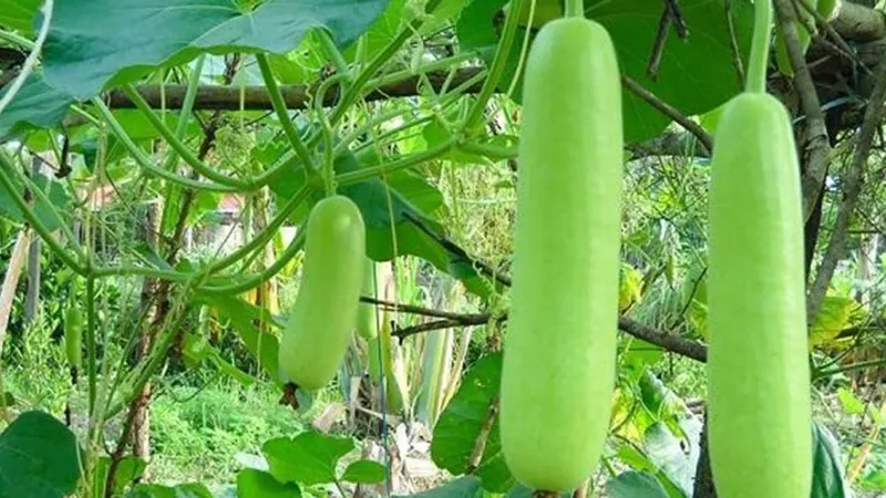 Cách nấu cháo bầu cho bé ăn dặm siêu đơn giản