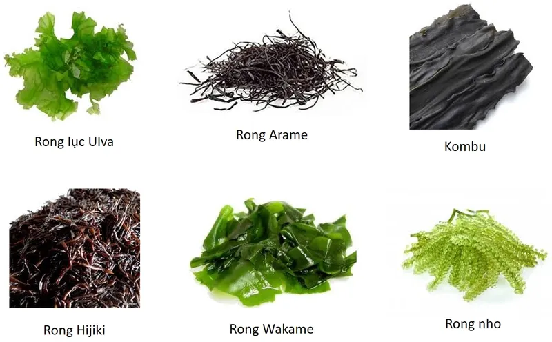 Các lợi ích của rong biển cho đồ ăn dặm của trẻ sơ sinh