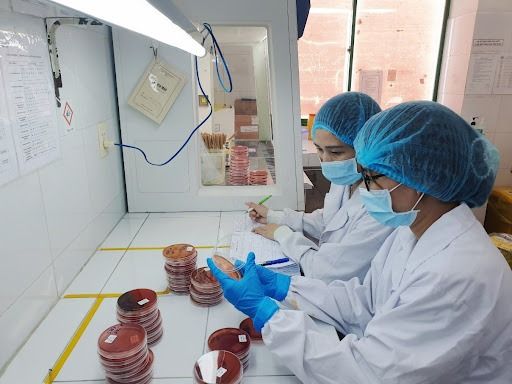 Quy trình nuôi cấy vi khuẩn: xác định tác nhân gây bệnh và kháng sinh tương thích