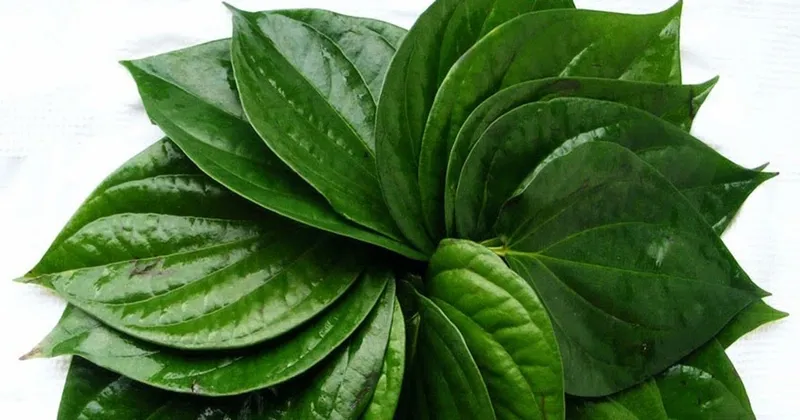 Tắm lá trầu không cho trẻ sơ sinh: phương pháp an toàn và hiệu quả
