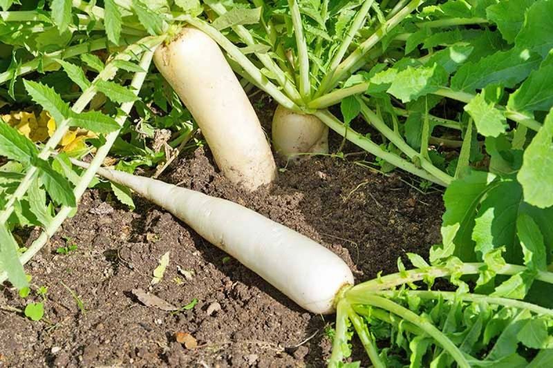 Trị ho cho trẻ từ thiên nhiên: tự nhiên lành tính và hiệu quả