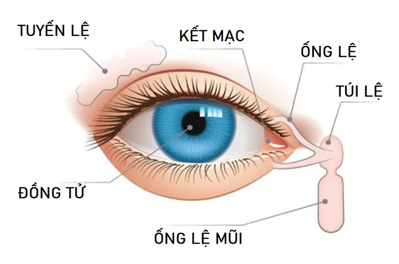 Tại sao nước mắt lại mặn và thành phần của nước mắt