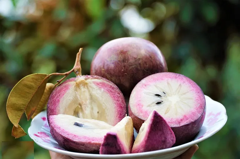 Có nên ăn vú sữa khi mang thai? tất cả những gì bạn cần biết