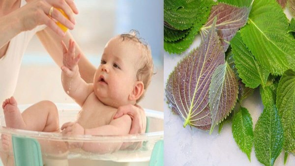 Tắm cho trẻ sơ sinh bằng lá tía tô có tốt không? - 