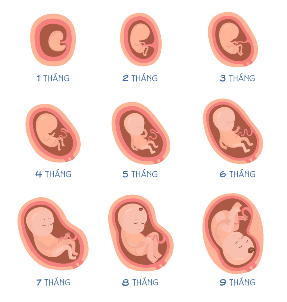 Bảng Cân Nặng Thai Nhi Theo Tuần, Chuẩn WHO, Mới Nhất | TIKI