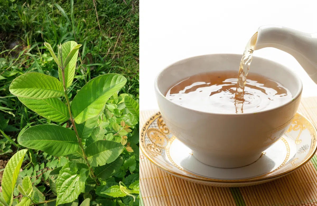 Uống nước lá ổi có tác dụng gì? Cách xử lý và chế biến lá ổi an toàn, hiệu  quả