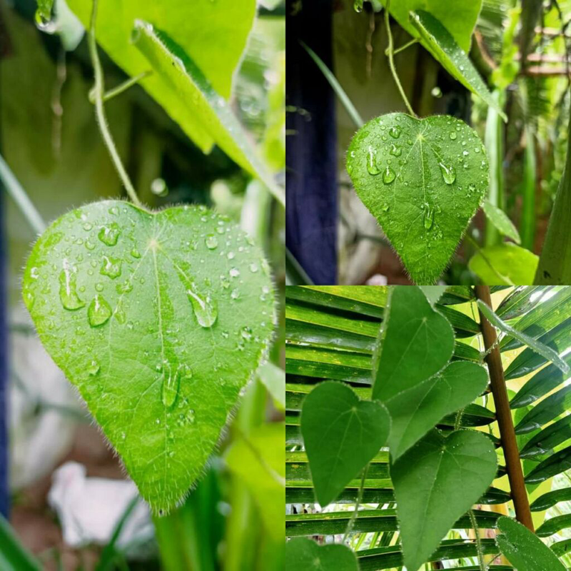 Hoạt chất pectin và alcaloid mang lại công dụng hỗ trợ thanh nhiệt và ổn định đường huyết hiệu quả (Nguồn: Sưu tầm)