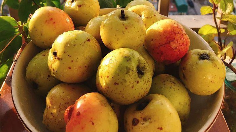 Quả táo mèo tươi mang hương vị tinh túy của núi rừng Tây Bắc (Nguồn: Sưu tầm)