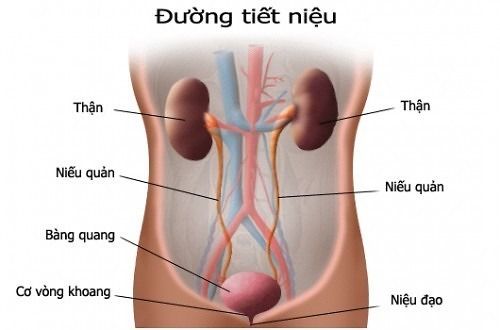 Cấu tạo của đường tiết niệu gồm lớp niêm mạc, lớp cơ và lớp mô liên kết