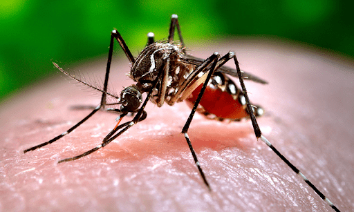 Muỗi Aedes aegypti - nguồn lây truyền sốt vàng.