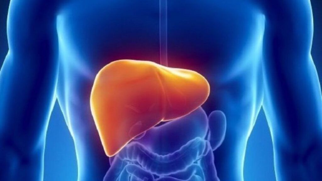Gan: cơ quan quan trọng và triệu chứng đau gan