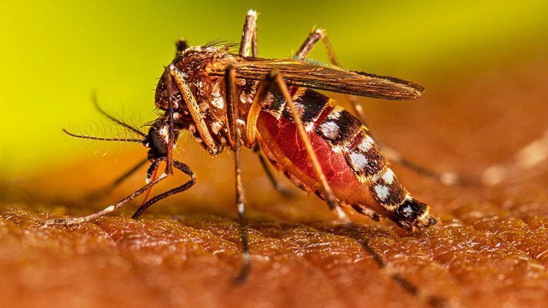 Sốt xuất huyết là bệnh truyền nhiễm do virus Dengue lây qua muỗi Aedes