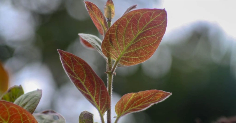 7. Ứng dụng thực tiễn: Gợi ý món ăn