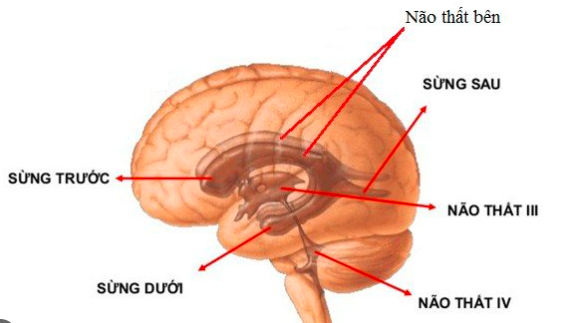 Hệ thống não thất