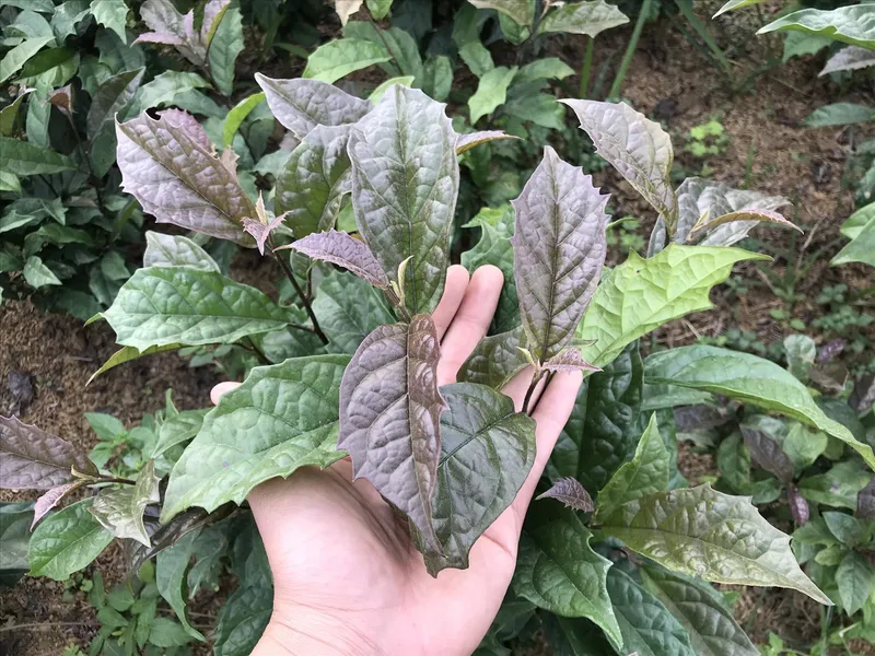 Rau má là dược liệu có nguồn gốc thực vật, được sử dụng phổ biến trong đời sống và y học cổ truyền