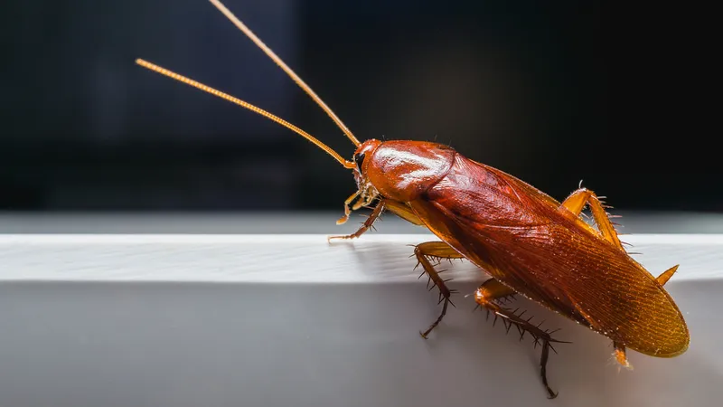 Bị gián cắn có ảnh hưởng gì?