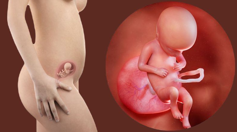 Chế độ dinh dưỡng giàu canxi và vận động hợp lý giúp mẹ bầu 17 tuần luôn khỏe mạnh
