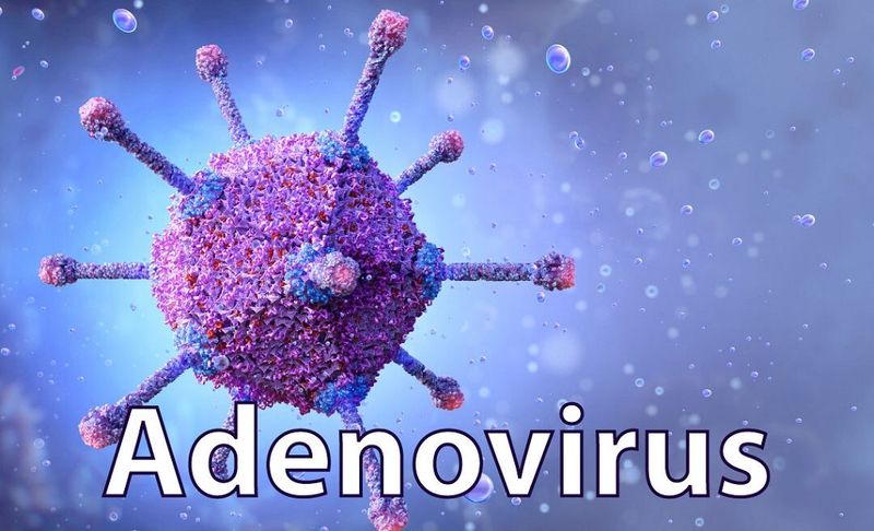 Virus adeno l&agrave; g&igrave; v&agrave; c&aacute;ch điều trị bệnh một c&aacute;ch hiệu quả