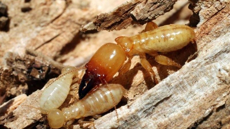 Con mọt gỗ có gây tổn hại cho con người không?