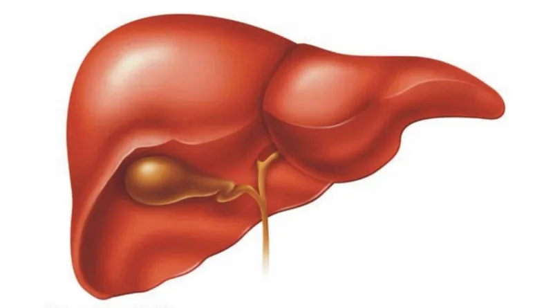 Hiểu rõ cấu trúc gan giúp bạn chăm sóc và bảo vệ sức khỏe gan mật hiệu quả hơn
