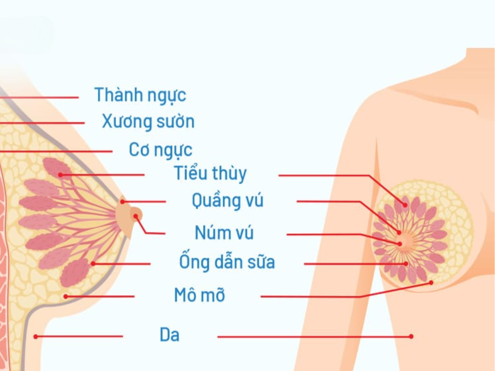 Ung thư vú Luminal A là phân nhóm phổ biến và nhạy cảm với nội tiết tố