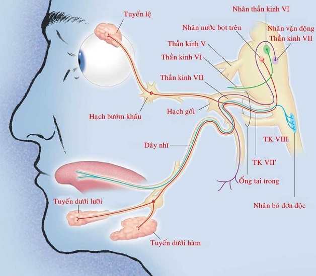 Mô tả vị trí dây thần kinh số 7 và các cơ quan lân cận.