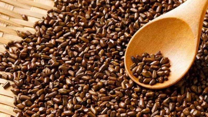 Hạt muồng khô có hình dáng đặc trưng với hai đầu vát chéo (Nguồn: Sưu tầm)